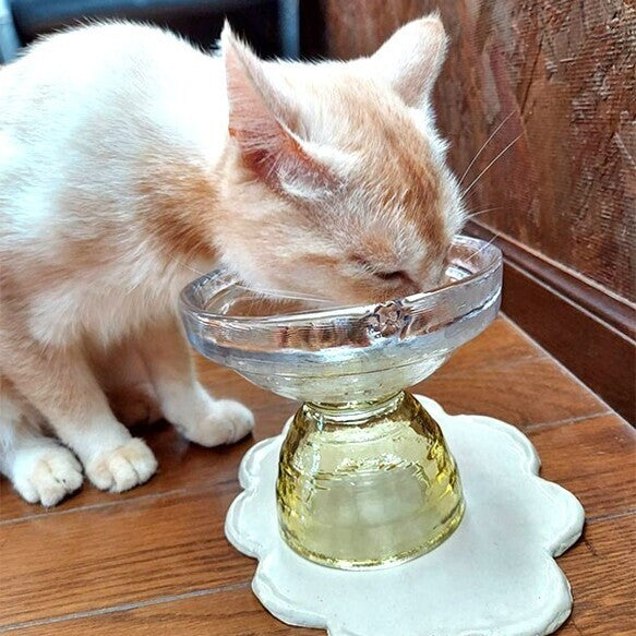 Cat feeding outlet dishes